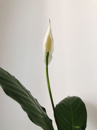 Close-up of flowering plant against white background