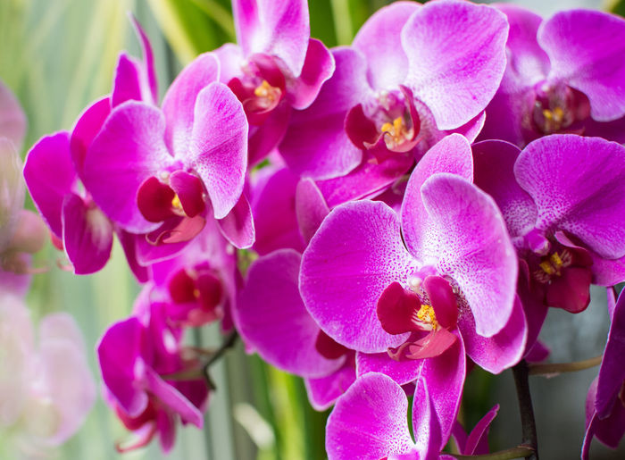 Close-up of pink orchids blooming outdoors