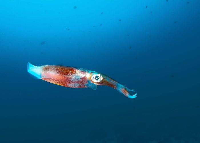 Close-up of squid 