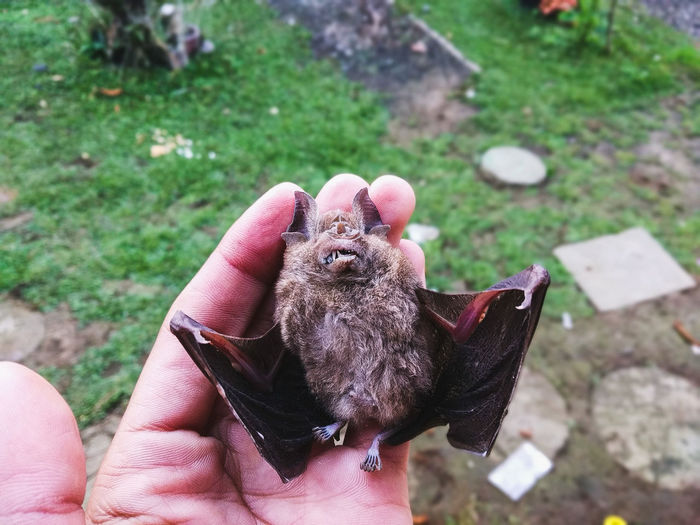 Dead bat crashing into a window pane