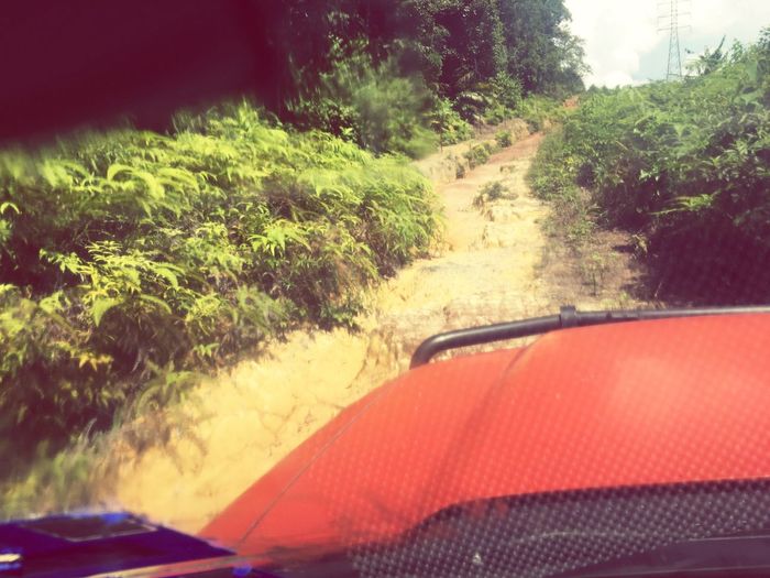 Car on road amidst trees