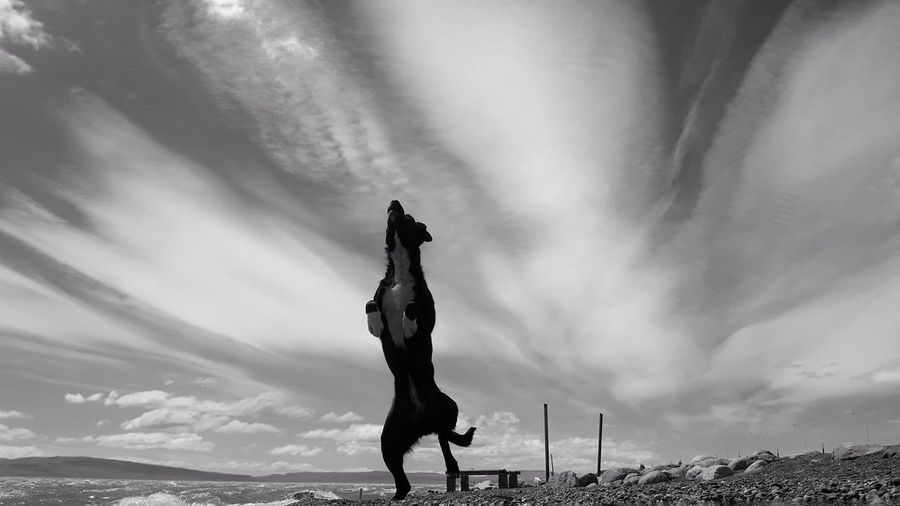 Low angle view of silhouette dog standing at beach against sky