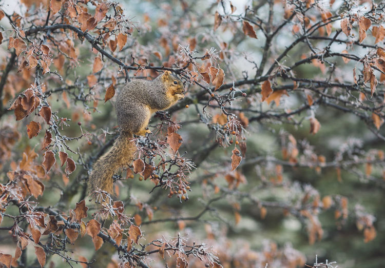 View of squirrel in a tree