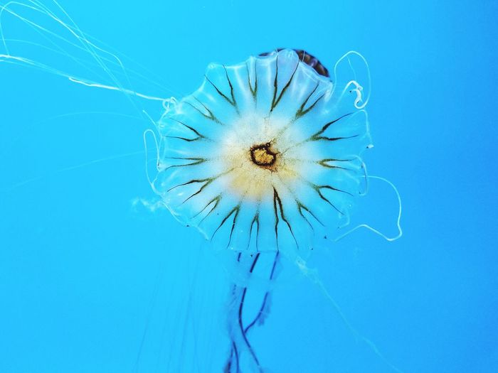 Close-up of jellyfish over blue background