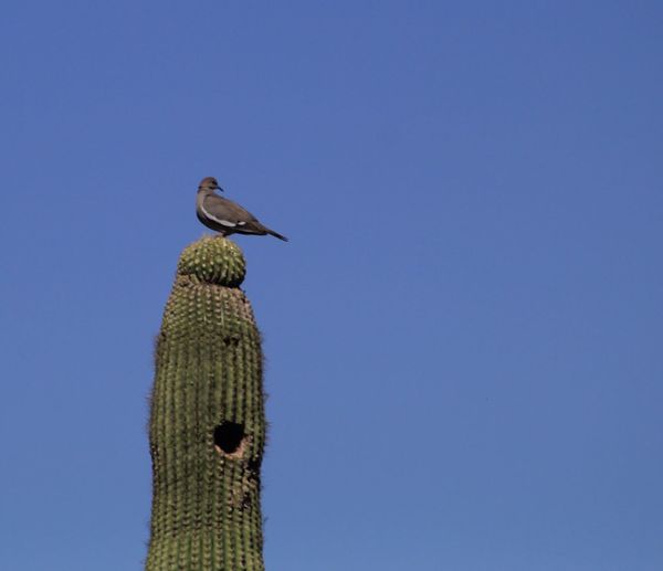 Low angle view of bird perched against blue sky