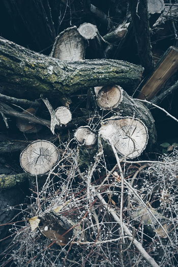 Close-up of mushrooms on log