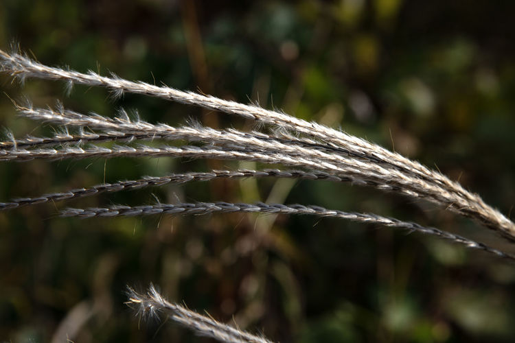 grass