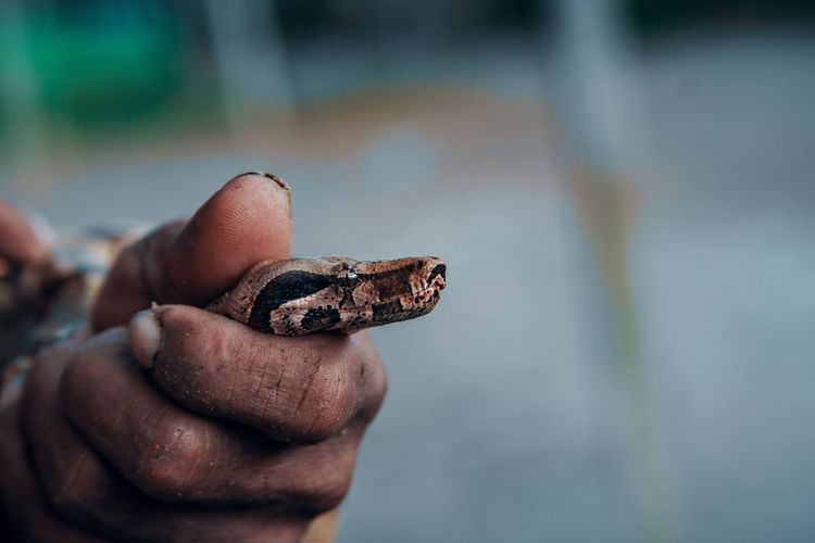 Close-up of hand holding head of snake against blurred background