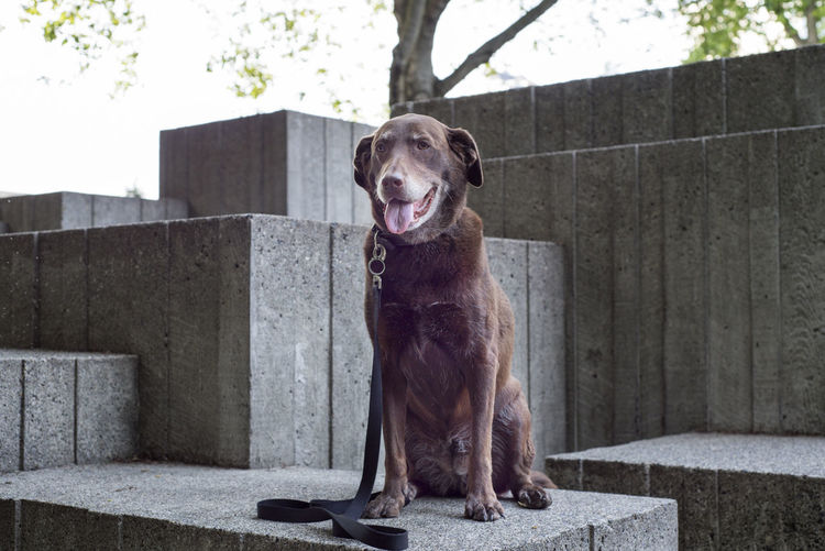 Elderly chocolate lab sitting on geometric cement features at an outdoor park.