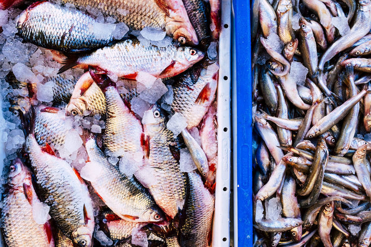Fresh fish in a box on ice
