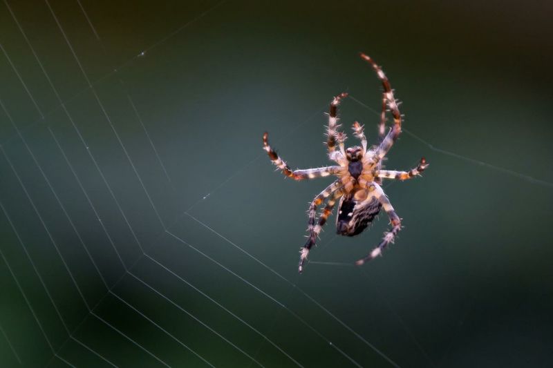 Spider weaving web