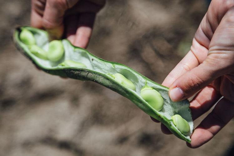 Cropped image of person holding broad beans