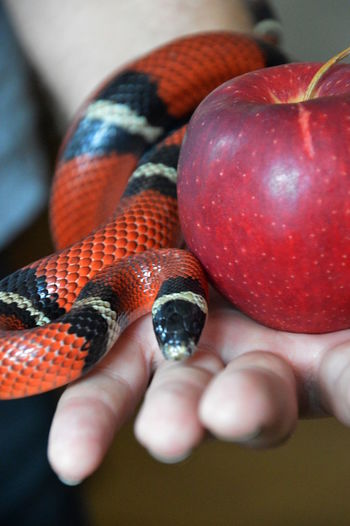 Snake and forbidden fruit on hand as sign for temptation