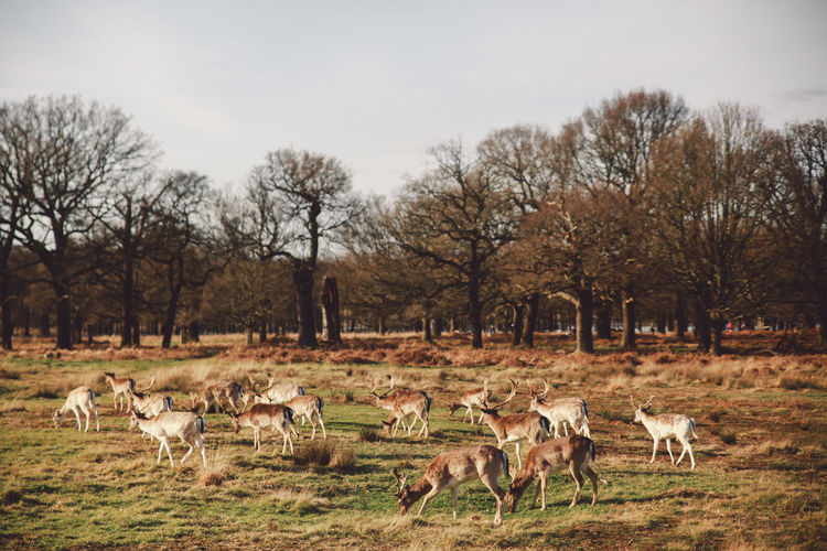 Herd of deer grazing on field at richmond park