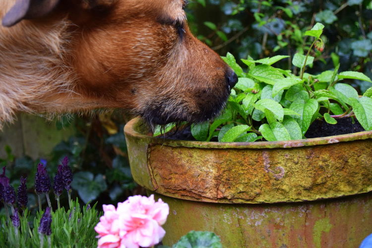 Close-up side view of a dog smelling plants
