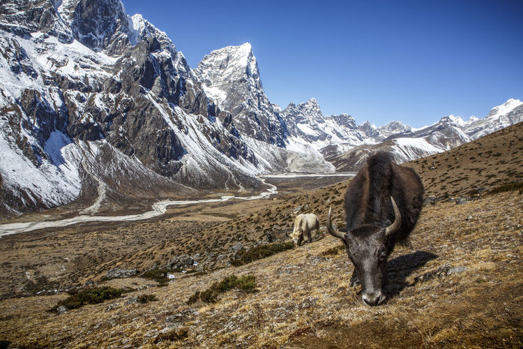 Yaks near the trail to everest base camp in nepal's khumbu valley.