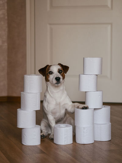 Portrait of dog with toilet papers roll