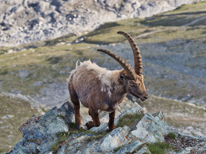 Big male ibex on a rock