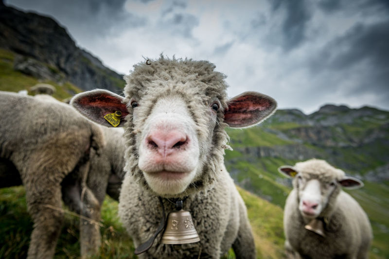 Sheep against sky