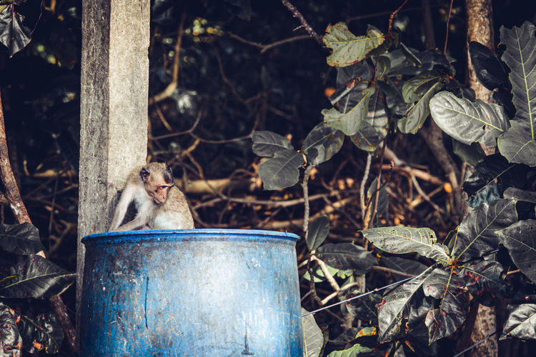 Baby monkeys rummage for food in trash bins. famine and environmental problems 