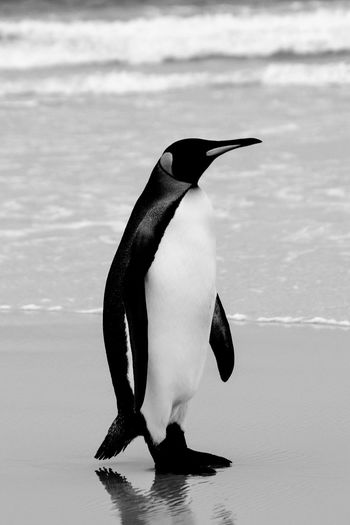 King of penguins 