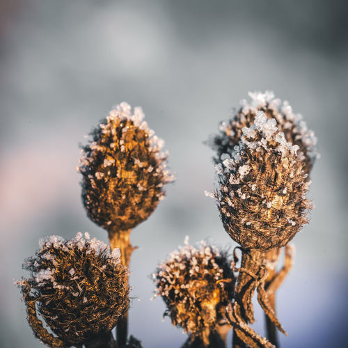 Winter flowers, frost, dried flowers
