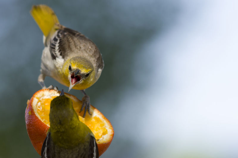Close-up of birds with orange