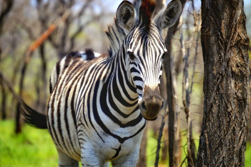 Zebra grazing in grasslands