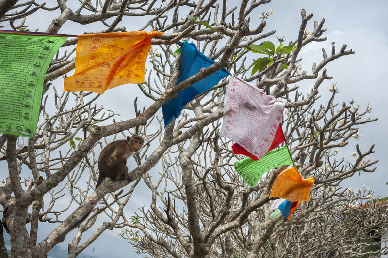 Low angle view of flags hanging on tree