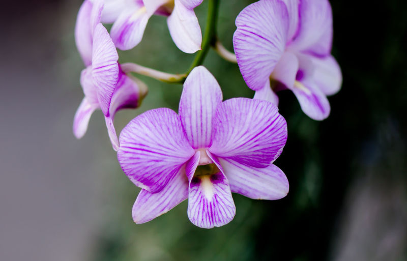 Close-up of purple orchids flowering plant