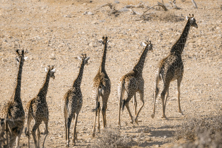 View of animals in desert