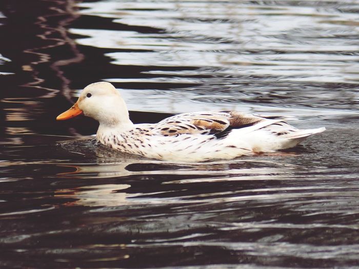 Close-up of duck swimming in lake