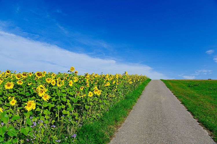 Yellow flowering plants on field by road against blue sky