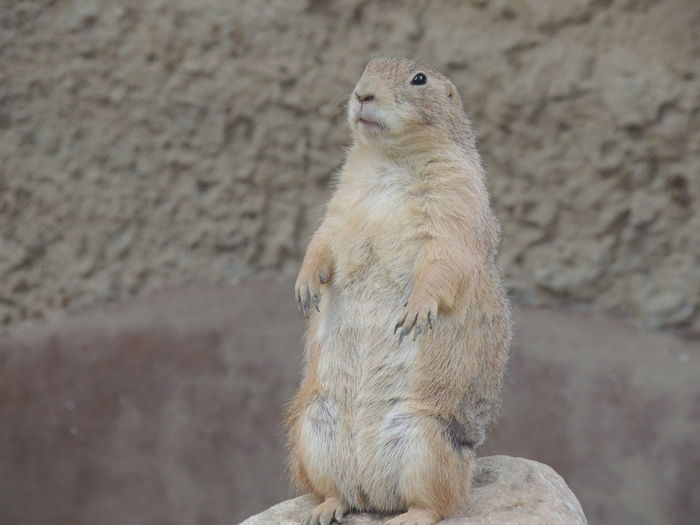 Close-up of prairie dog on rock
