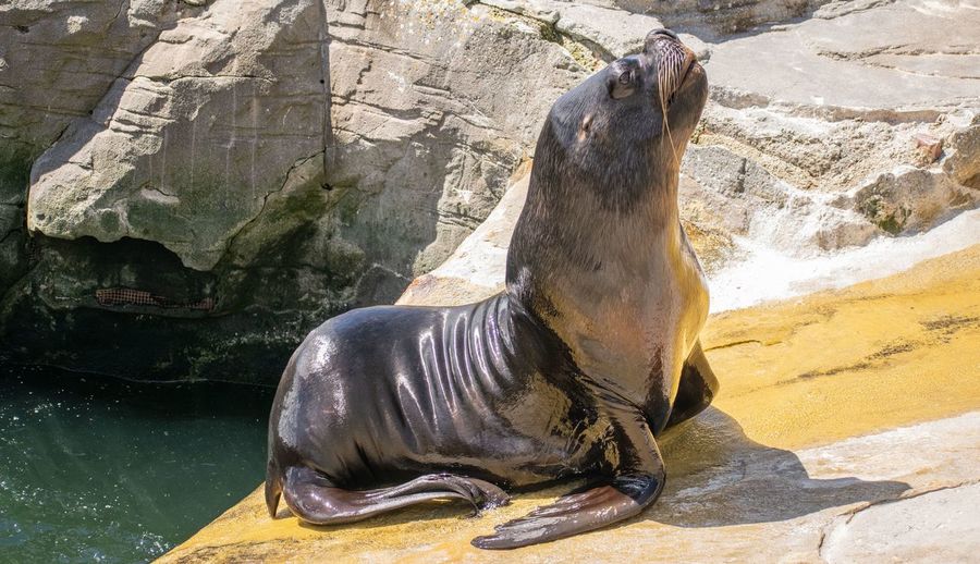 Sea lion  standing on rock in zoo