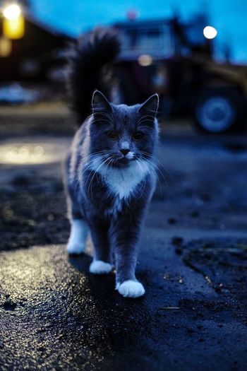 cat
