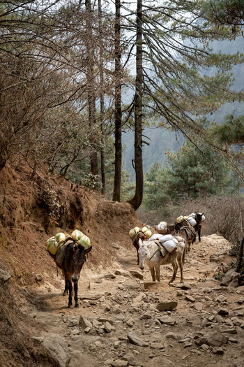 A mule train in the himalayan mountains of nepal.