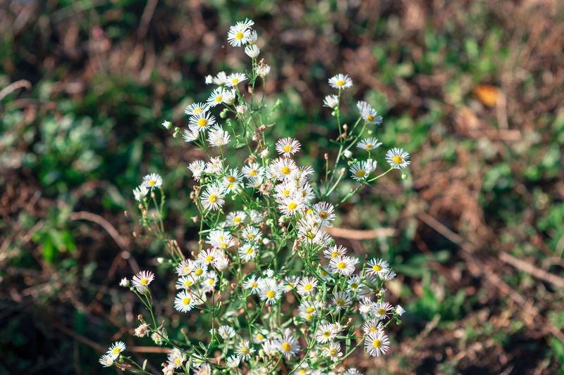 Herb chamomile asteraceae plant family . daisy flowers natural remedy for several health