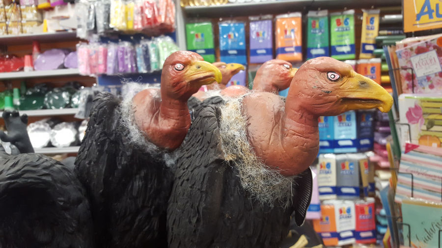 Close-up of birds in market