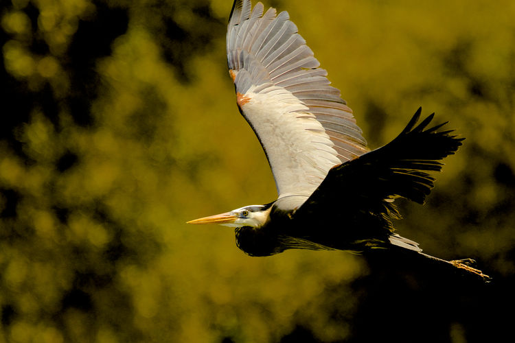 Close-up of great blue heron flying