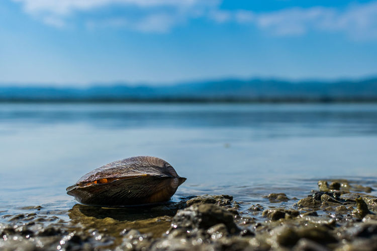 View of shell on rock