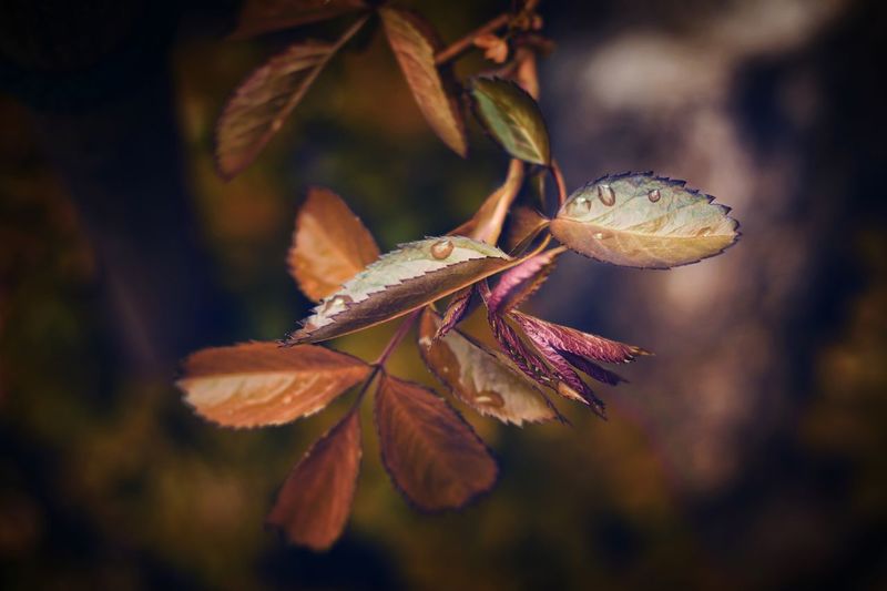 Close-up of plant with water drops