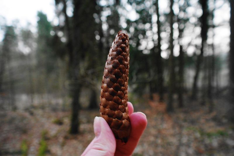 Cropped hand holding pine cone in forest