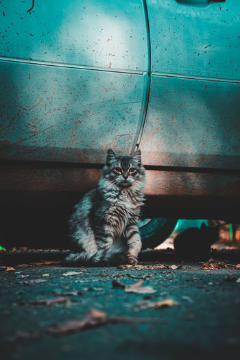 Portrait of cat sitting on floor