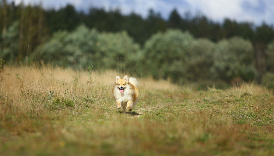 Dog in a field