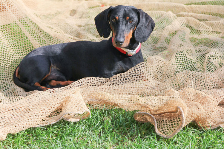 Dachshund dog sitting on olive net