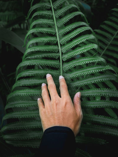 Close-up of hand touching fern