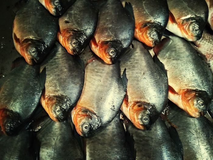 High angle view of fish for sale