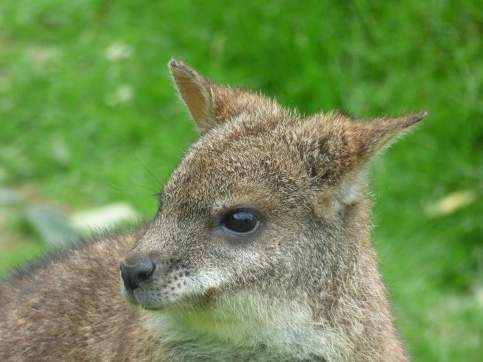 Close-up of a wallaby on field