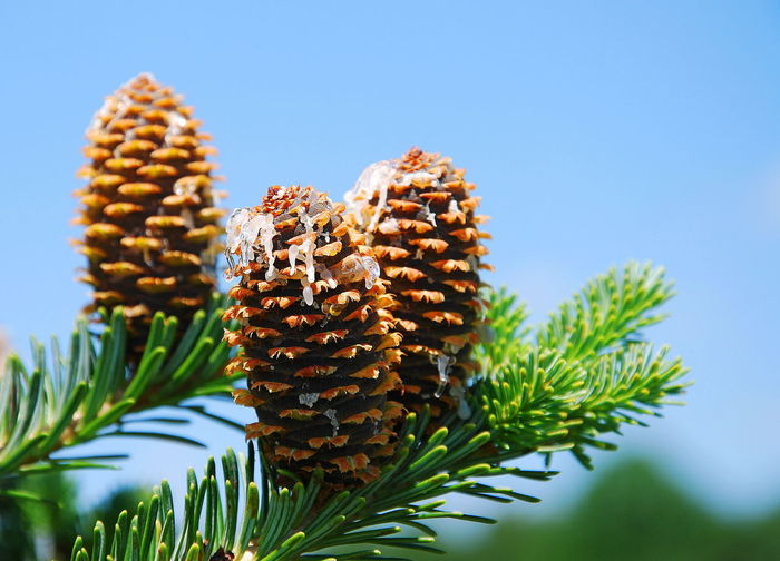 Close-up of pine cone against clear sky